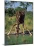 Close-Up of a Single Southern Giraffe Bending Down Drinking, Kruger National Park, South Africa-Paul Allen-Mounted Photographic Print