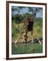 Close-Up of a Single Southern Giraffe Bending Down Drinking, Kruger National Park, South Africa-Paul Allen-Framed Photographic Print