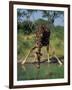 Close-Up of a Single Southern Giraffe Bending Down Drinking, Kruger National Park, South Africa-Paul Allen-Framed Photographic Print