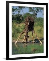 Close-Up of a Single Southern Giraffe Bending Down Drinking, Kruger National Park, South Africa-Paul Allen-Framed Photographic Print