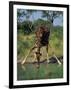 Close-Up of a Single Southern Giraffe Bending Down Drinking, Kruger National Park, South Africa-Paul Allen-Framed Photographic Print