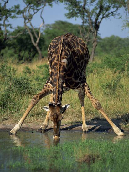 'Close-Up of a Single Southern Giraffe Bending Down Drinking, Kruger