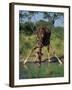 Close-Up of a Single Southern Giraffe Bending Down Drinking, Kruger National Park, South Africa-Paul Allen-Framed Photographic Print