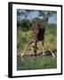 Close-Up of a Single Southern Giraffe Bending Down Drinking, Kruger National Park, South Africa-Paul Allen-Framed Photographic Print