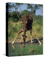 Close-Up of a Single Southern Giraffe Bending Down Drinking, Kruger National Park, South Africa-Paul Allen-Stretched Canvas