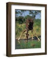 Close-Up of a Single Southern Giraffe Bending Down Drinking, Kruger National Park, South Africa-Paul Allen-Framed Photographic Print