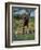 Close-Up of a Single Southern Giraffe Bending Down Drinking, Kruger National Park, South Africa-Paul Allen-Framed Photographic Print