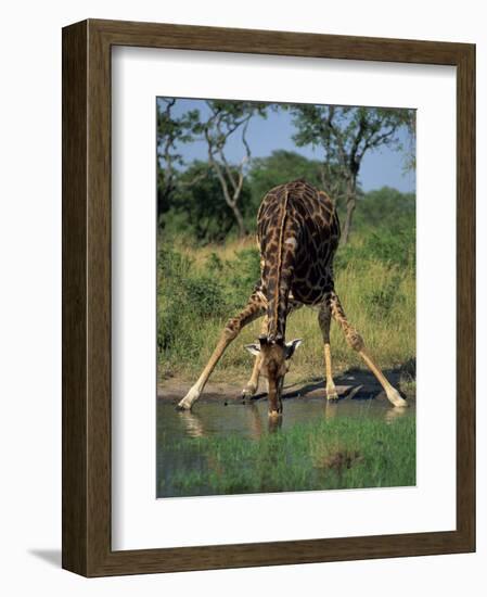 Close-Up of a Single Southern Giraffe Bending Down Drinking, Kruger National Park, South Africa-Paul Allen-Framed Photographic Print