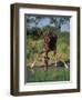 Close-Up of a Single Southern Giraffe Bending Down Drinking, Kruger National Park, South Africa-Paul Allen-Framed Photographic Print