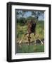 Close-Up of a Single Southern Giraffe Bending Down Drinking, Kruger National Park, South Africa-Paul Allen-Framed Photographic Print