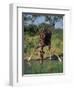 Close-Up of a Single Southern Giraffe Bending Down Drinking, Kruger National Park, South Africa-Paul Allen-Framed Photographic Print