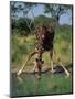 Close-Up of a Single Southern Giraffe Bending Down Drinking, Kruger National Park, South Africa-Paul Allen-Mounted Photographic Print