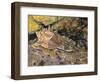 Close-Up of a Snail Underwater (Haustellum Brandaris)-null-Framed Giclee Print