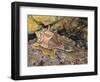 Close-Up of a Snail Underwater (Haustellum Brandaris)-null-Framed Giclee Print