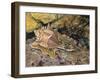 Close-Up of a Snail Underwater (Haustellum Brandaris)-null-Framed Giclee Print