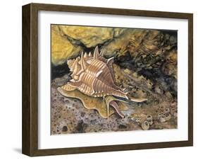 Close-Up of a Snail Underwater (Haustellum Brandaris)-null-Framed Giclee Print