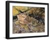 Close-Up of a Snail Underwater (Haustellum Brandaris)-null-Framed Giclee Print