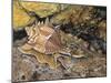 Close-Up of a Snail Underwater (Haustellum Brandaris)-null-Mounted Giclee Print