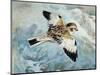 Close-Up of a Snow Bunting Flying-null-Mounted Giclee Print