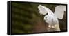 Close-Up of a Snowy Owl (Bubo Scandiacus) Prepare for Takeoff-null-Framed Stretched Canvas