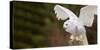 Close-Up of a Snowy Owl (Bubo Scandiacus) Prepare for Takeoff-null-Stretched Canvas