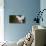 Close-Up of a Snowy Owl (Bubo Scandiacus) Prepare for Takeoff-null-Photographic Print displayed on a wall