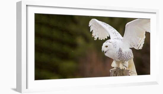 Close-Up of a Snowy Owl (Bubo Scandiacus) Prepare for Takeoff-null-Framed Photographic Print