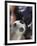 Close-up of a Soccer Player Kicking a Soccer Ball-null-Framed Photographic Print