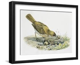 Close-Up of a Song Thrush Eating Shells-null-Framed Giclee Print