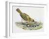 Close-Up of a Song Thrush Eating Shells-null-Framed Giclee Print