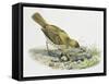 Close-Up of a Song Thrush Eating Shells-null-Framed Stretched Canvas