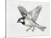 Close-Up of a Sparrow Flying (Passerus Domesticus)-null-Stretched Canvas