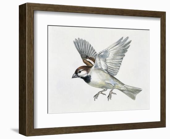 Close-Up of a Sparrow Flying (Passerus Domesticus)-null-Framed Giclee Print