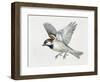 Close-Up of a Sparrow Flying (Passerus Domesticus)-null-Framed Giclee Print