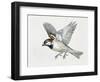 Close-Up of a Sparrow Flying (Passerus Domesticus)-null-Framed Giclee Print