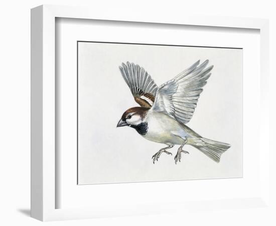 Close-Up of a Sparrow Flying (Passerus Domesticus)-null-Framed Giclee Print