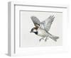 Close-Up of a Sparrow Flying (Passerus Domesticus)-null-Framed Giclee Print