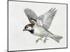 Close-Up of a Sparrow Flying (Passerus Domesticus)-null-Mounted Giclee Print