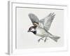 Close-Up of a Sparrow Flying (Passerus Domesticus)-null-Framed Giclee Print