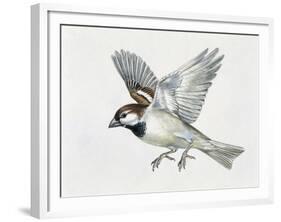 Close-Up of a Sparrow Flying (Passerus Domesticus)-null-Framed Giclee Print