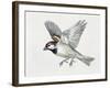 Close-Up of a Sparrow Flying (Passerus Domesticus)-null-Framed Giclee Print