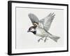 Close-Up of a Sparrow Flying (Passerus Domesticus)-null-Framed Giclee Print