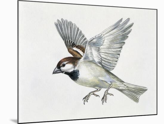 Close-Up of a Sparrow Flying (Passerus Domesticus)-null-Mounted Giclee Print