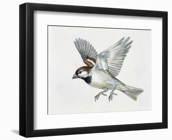 Close-Up of a Sparrow Flying (Passerus Domesticus)-null-Framed Premium Giclee Print