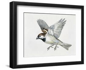 Close-Up of a Sparrow Flying (Passerus Domesticus)-null-Framed Premium Giclee Print