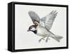Close-Up of a Sparrow Flying (Passerus Domesticus)-null-Framed Stretched Canvas