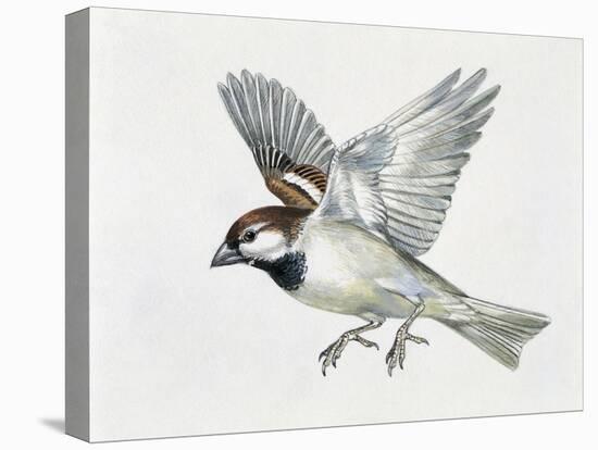 Close-Up of a Sparrow Flying (Passerus Domesticus)-null-Stretched Canvas