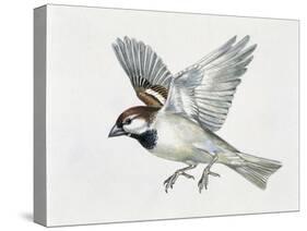 Close-Up of a Sparrow Flying (Passerus Domesticus)-null-Stretched Canvas