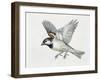 Close-Up of a Sparrow Flying (Passerus Domesticus)-null-Framed Giclee Print