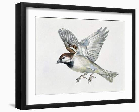 Close-Up of a Sparrow Flying (Passerus Domesticus)-null-Framed Giclee Print